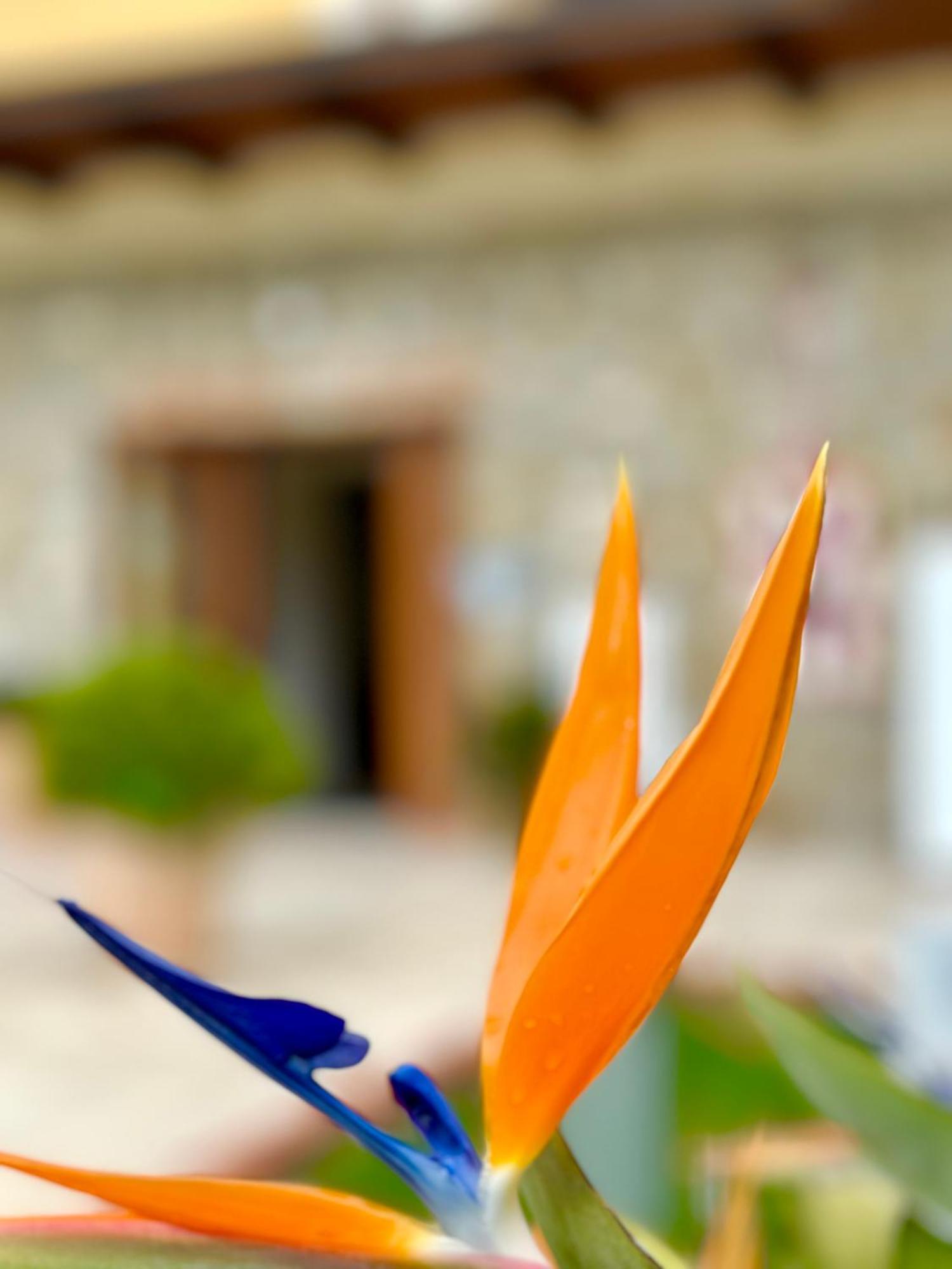 Casale Degli Ulivi Resort Pellare Εξωτερικό φωτογραφία